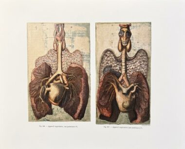 MANERO Gilles, Série anatomique, "Appareil respiratoire " P5