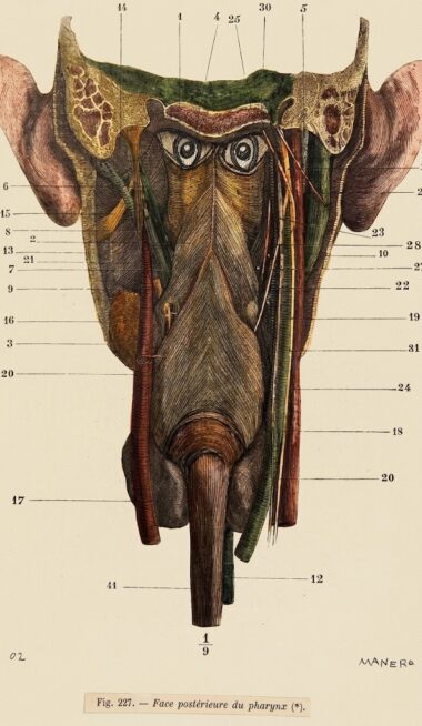 MANERO Gilles, Série anatomique, "face postérieure du pharynx" P3