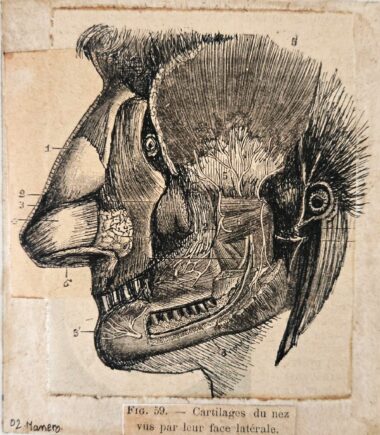 Gilles MANERO, Séie anatomique, P2