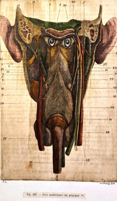 Gilles MANERO, Séie anatomique, P3