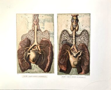 Gilles MANERO, Série anatomique P5