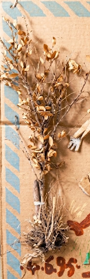 RAGGIO Davide Mansueto. 3 – Image 4